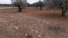 Terrain route hammamet sud