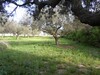 land planted with olive trees 2650 m ref T