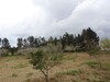 sania 7 hectares à kelibia réf T