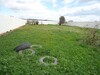 field oasis South Hammamet
