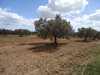 TERRAIN AGRICOLE OLIVIER EL HAMMAMET