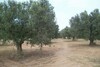 terrain 4800 m2 a sidi hamed
