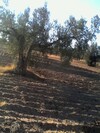 FIELD of 225 olives and 50 almond