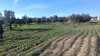 Two lots of land for sale in El Monchar Hammamet