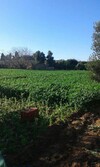 terrain agricole agence immobiliere mrad