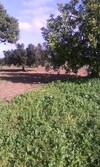 hectare zitoune bi 65md