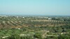 Agricultural land with sea view in sidi said 16461