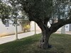 Villa AMINA Hammamet no