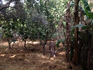 TERRAIN NU 1000 RTE DE BIZERTE MNIHLA