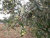 Adam B Hammamet South entry Andrew sidi farm