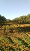 5 hectares with 240 zitouna in hammamet
