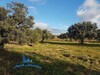 Field Besbesiya 10 South hammamet