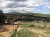 Terrain Soltan av à oued lassoued birbouregba