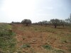 terain agricole de 1000 à hammamet sud