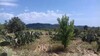 terrain de 2700 av à hammamet