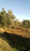 av 5 hectares oliviers titre bleu à hammamet