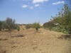 hectare+4460m forssaaaaa à hammamet