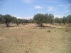 beau terrain de 310 à 35MD à hammamet sud