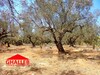 lot de terrain à hammamet barraket sahel en deuxième position CH