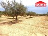 lot de terrain située à la compagne de hammamet CH