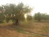 un lot de terrain a bassbassia au hammamet sud