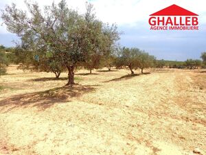 lot de terrain proche hmt