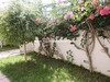 Villa of the Ficus AV to AFH Mrezka city