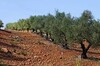 Terrain planté olivier à sidi jdidi