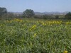 An excellent opportunity to 4.5 ha agricultural land