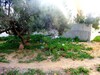 lot of land 125 m birbouragba