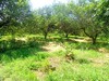 a vendre lot de terrain à Hammamet sseyf