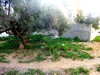 lot de terrain met vente a Hammamet saaiif