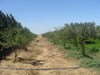 terrain agricole à ne pas rater à vendre dans la région de nabeul