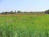 agricultural land in the region of Nabeul for sale not to be missed