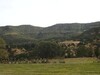 A vendre terrain agricole sise dans les haut de Hammamet à El Fawara