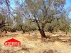 a vendre lot de terrain à hammamet barraket sahel :