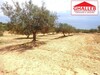 lot de terrain à la compagne de hammamet dans une zone calme