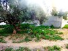 plot of land for sale at birbouragba 10 minutes from hammamet 113