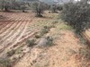 lot de 3000 à 120 MDT àBesbesseya