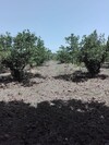 terrain agricole 1hectare 5000 hatous sidi jedidi