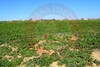 land near Center kelibia