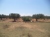 beau terrain de 310 à hammamet sud