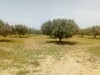 3000 m a 75Md a 10 min de hammamt a 18 arbres