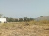a lot of land has south hammamt with 12 olive trees