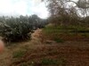 un lots de terrain de 5000 m a la compagne de nabeul