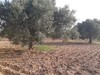 Terrain agricole 800 m² à 15 min de Yasmine Hammamet