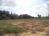 vraie occasion terrain de 250 à Menchar Hammamet