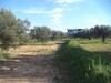 lot de 553 à EL Menchar de Hammamet