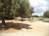 terrain de 200 à kharoub BARAKET ESAHEL