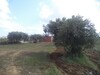 bonne occasion : terrain de 250m² à MENCHAR hammamet